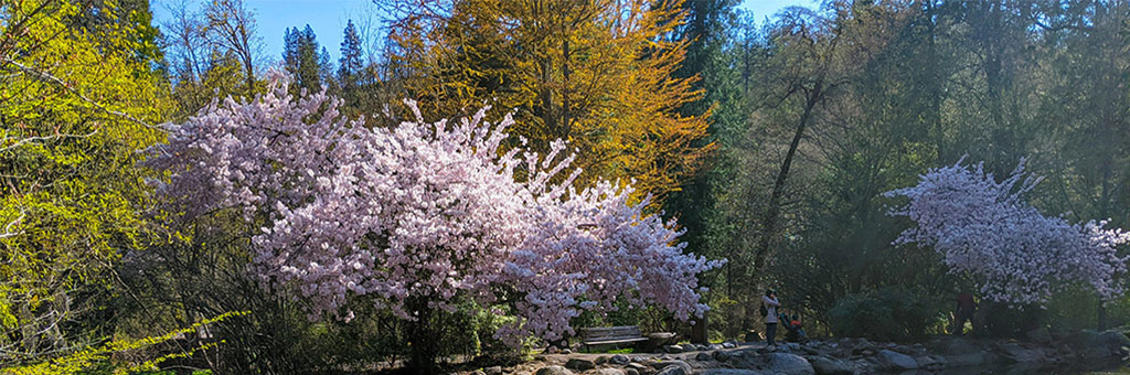 Cherry blossom trees in full bloom line a rocky creek bed in a wooded park, with people walking and taking photos in the background. Bright pink flowers contrast with surrounding green and golden foliage under a clear blue sky.