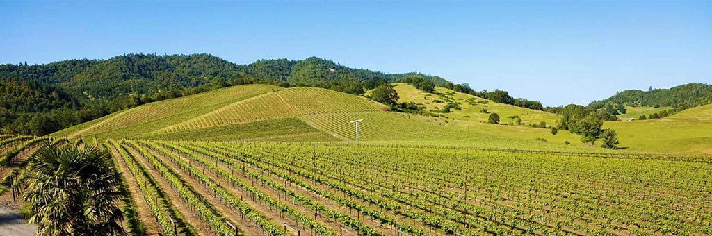A wide view of a lush vineyard set against rolling hills and a backdrop of dense greenery, possibly a forest or mountain range. The neat rows of grapevines stretch across the landscape under a clear blue sky, reflecting a peaceful, rural setting ideal for wine production.